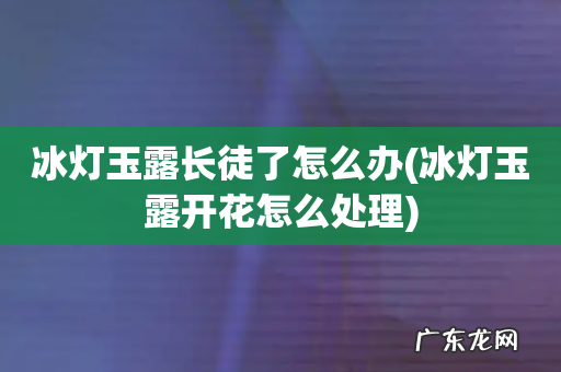 冰灯玉露开花怎么处理 冰灯玉露长徒了怎么办