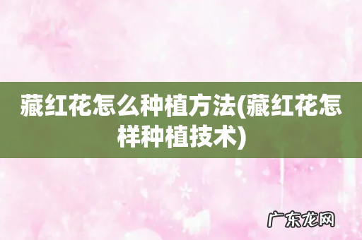 藏红花怎样种植技术 藏红花怎么种植方法