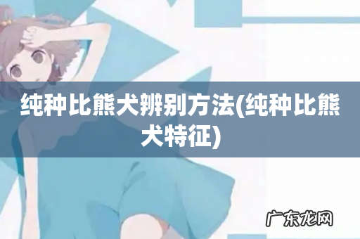 纯种比熊犬特征 纯种比熊犬辨别方法