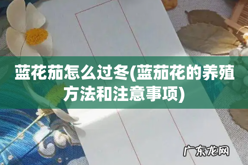 蓝茄花的养殖方法和注意事项 蓝花茄怎么过冬