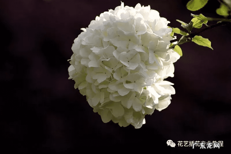 狮子绣球风水 绣球 风水