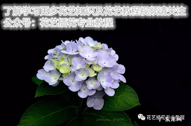 狮子绣球风水 绣球 风水