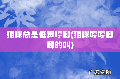 猫咪哼哼唧唧的叫 猫咪总是低声哼唧