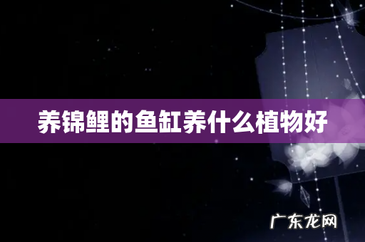 养锦鲤的鱼缸养什么植物好