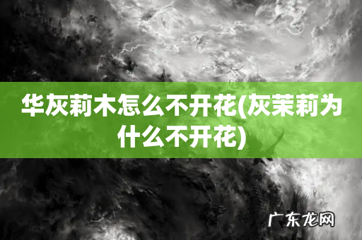 灰茉莉为什么不开花 华灰莉木怎么不开花