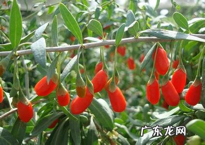 枸杞子泡水作用与功效 每天枸杞泡水喝有什么好处