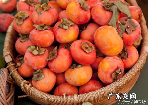 吃柿子10大禁忌 吃柿子的禁忌有哪些?