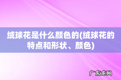 绒球花的特点和形状、颜色 绒球花是什么颜色的