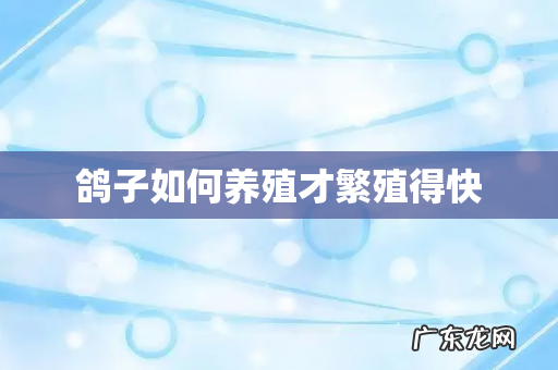 鸽子如何养殖才繁殖得快