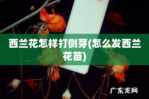 怎么发西兰花苗 西兰花怎样打侧芽