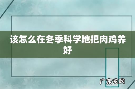 该怎么在冬季科学地把肉鸡养好