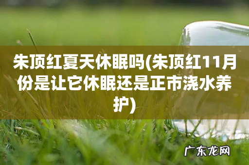 朱顶红11月份是让它休眠还是正市浇水养护 朱顶红夏天休眠吗