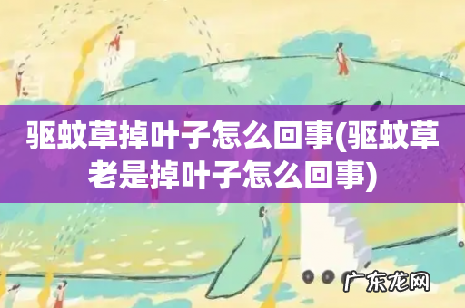 驱蚊草老是掉叶子怎么回事 驱蚊草掉叶子怎么回事