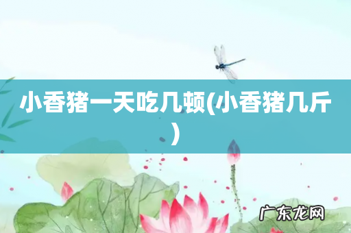 小香猪几斤 小香猪一天吃几顿