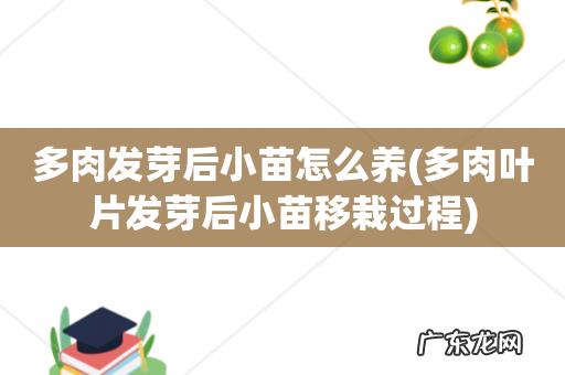 多肉叶片发芽后小苗移栽过程 多肉发芽后小苗怎么养