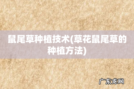 草花鼠尾草的种植方法 鼠尾草种植技术