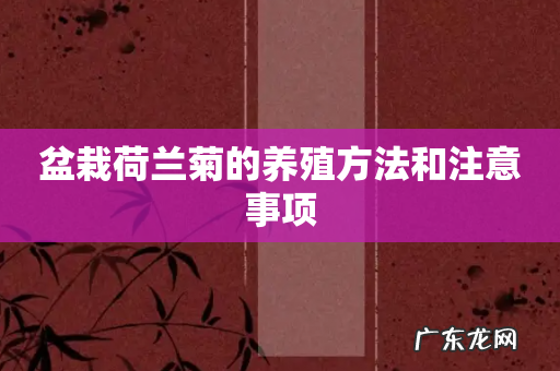 盆栽荷兰菊的养殖方法和注意事项