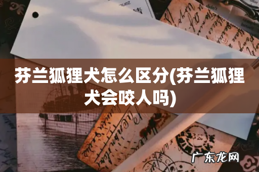 芬兰狐狸犬会咬人吗 芬兰狐狸犬怎么区分