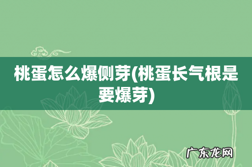 桃蛋长气根是要爆芽 桃蛋怎么爆侧芽