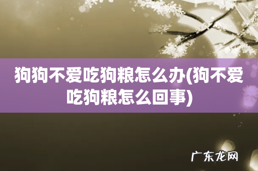 狗不爱吃狗粮怎么回事 狗狗不爱吃狗粮怎么办
