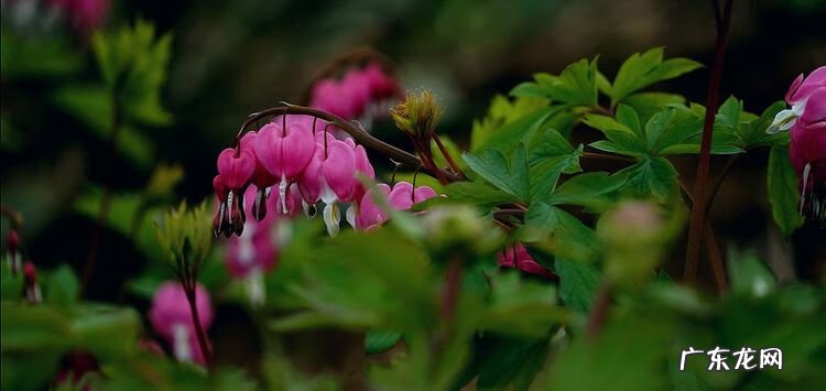 牡丹花的风水作用 荷包牡丹风水寓意