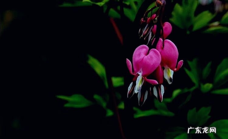 牡丹花的风水作用 荷包牡丹风水寓意