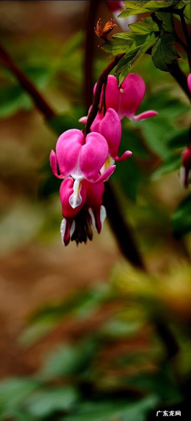 牡丹花的风水作用 荷包牡丹风水寓意