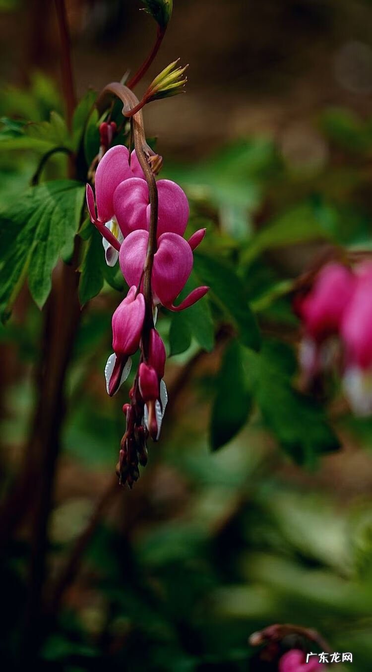 牡丹花的风水作用 荷包牡丹风水寓意