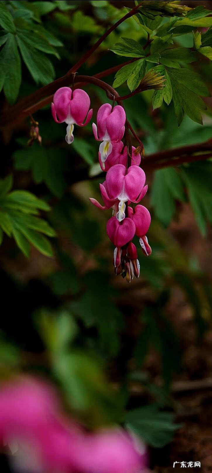 牡丹花的风水作用 荷包牡丹风水寓意