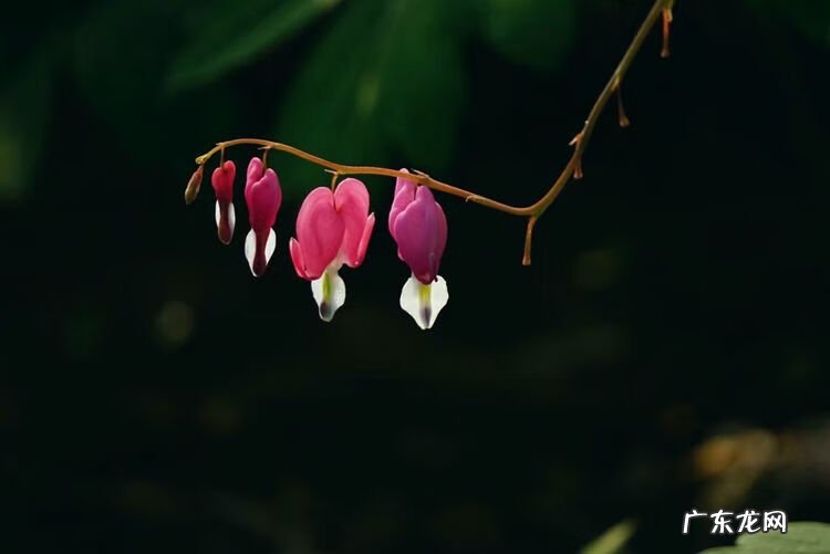 牡丹花的风水作用 荷包牡丹风水寓意