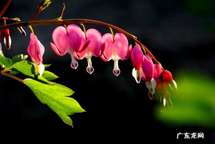 牡丹花的风水作用 荷包牡丹风水寓意