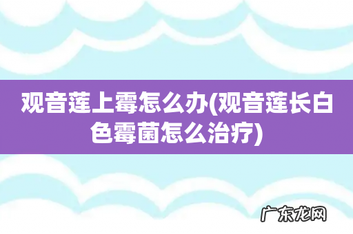 观音莲长白色霉菌怎么治疗 观音莲上霉怎么办