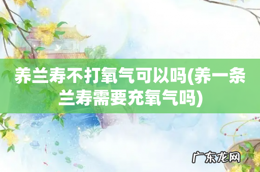 养一条兰寿需要充氧气吗 养兰寿不打氧气可以吗