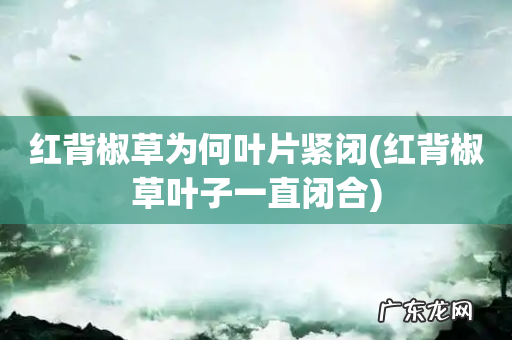 红背椒草叶子一直闭合 红背椒草为何叶片紧闭