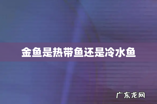 金鱼是热带鱼还是冷水鱼