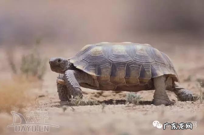 珍珠龟属于风水龟吗 宠物龟风水
