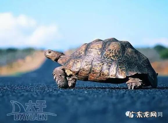 珍珠龟属于风水龟吗 宠物龟风水