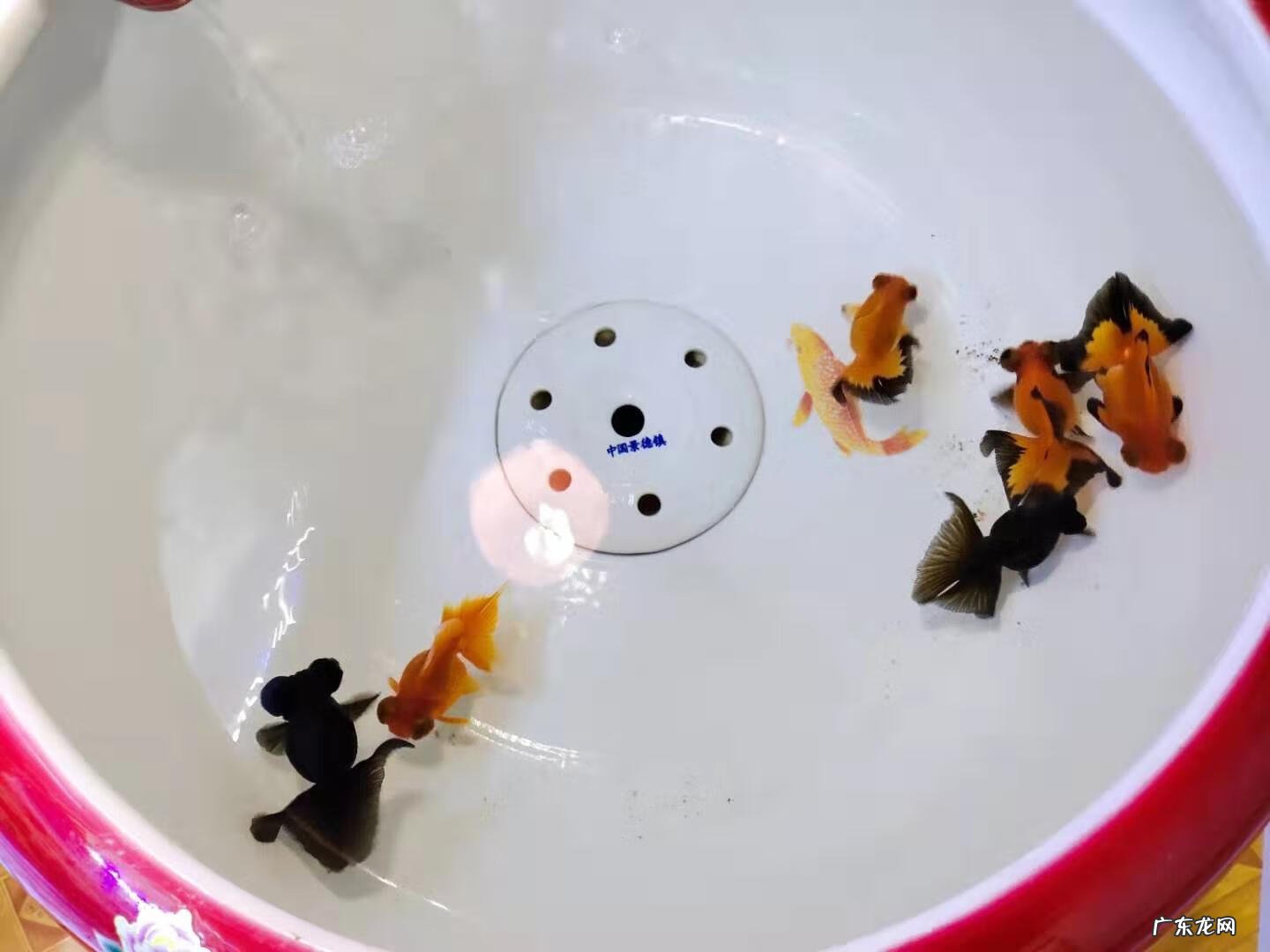 青花瓷鱼缸适合养什么鱼 青花瓷鱼缸养什么鱼好