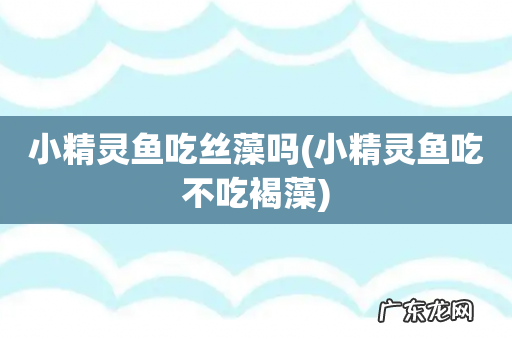 小精灵鱼吃不吃褐藻 小精灵鱼吃丝藻吗