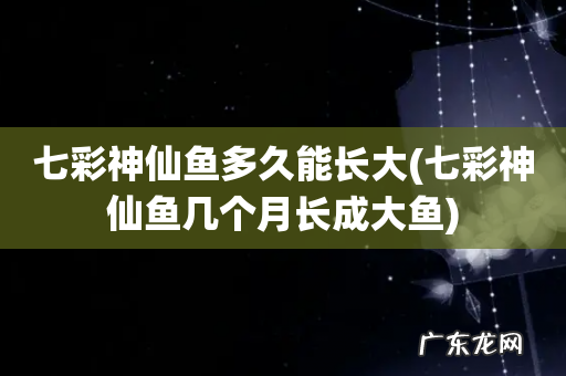 七彩神仙鱼几个月长成大鱼 七彩神仙鱼多久能长大