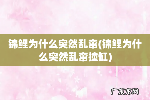 锦鲤为什么突然乱窜撞缸 锦鲤为什么突然乱窜