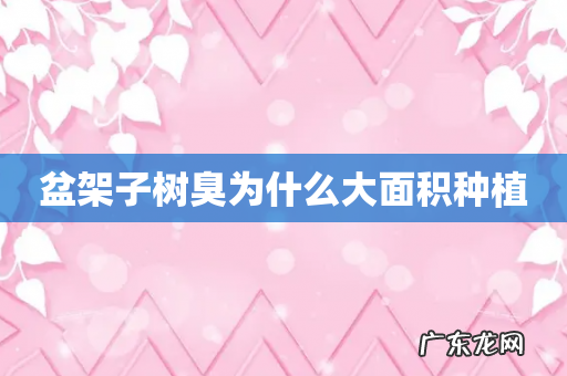 盆架子树臭为什么大面积种植