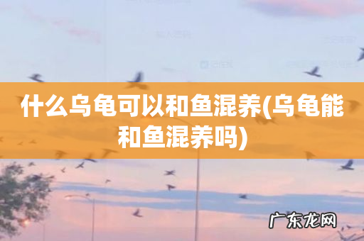 乌龟能和鱼混养吗 什么乌龟可以和鱼混养