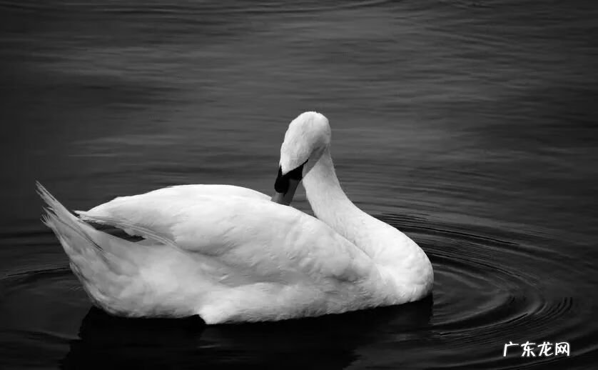 最佳风水头像 微信头像应该怎样设置风水好