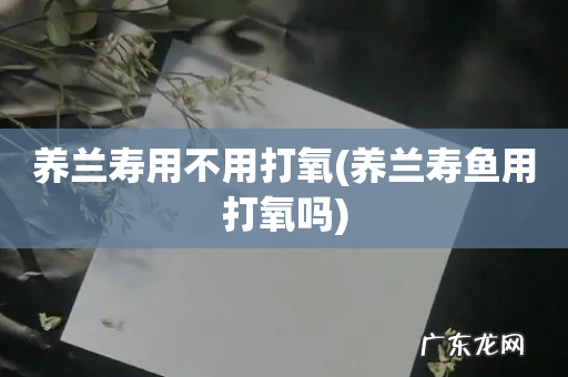 养兰寿鱼用打氧吗 养兰寿用不用打氧