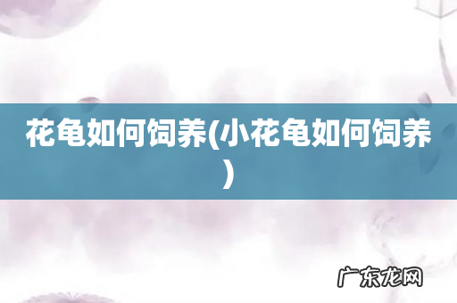 小花龟如何饲养 花龟如何饲养