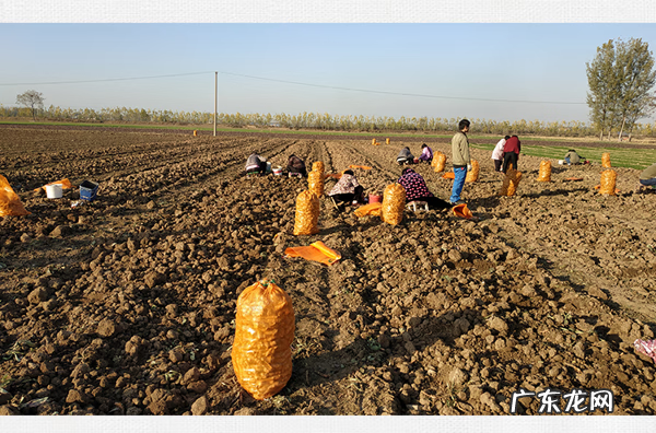 地黄根的图片 地黄根图片