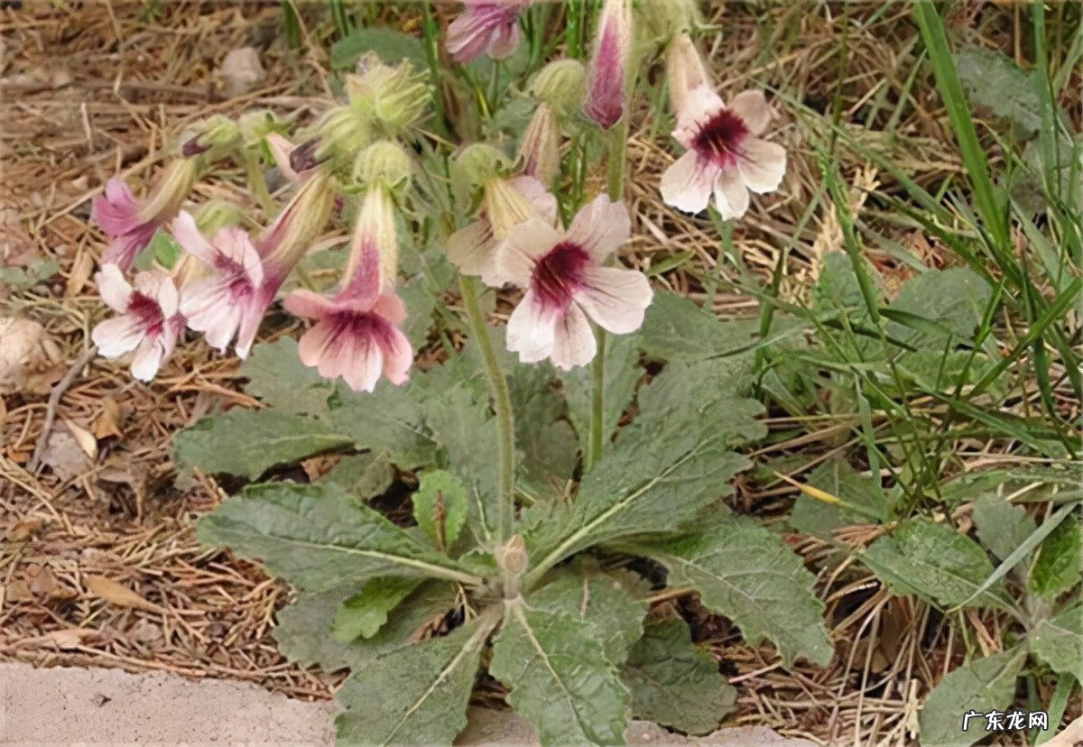 地黄根的图片 地黄根图片