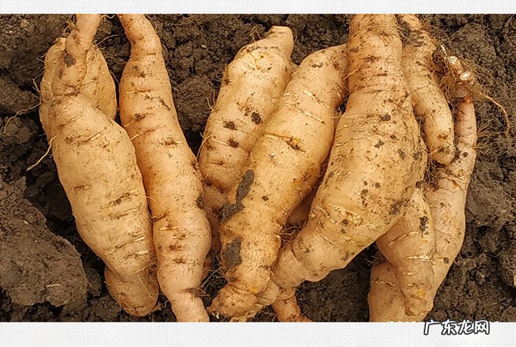 地黄根的图片 地黄根图片