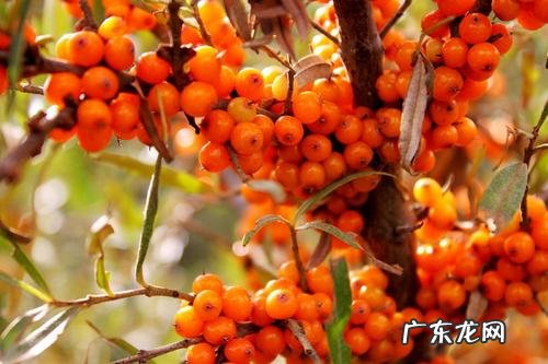 中国最好沙棘产地在哪里 沙棘